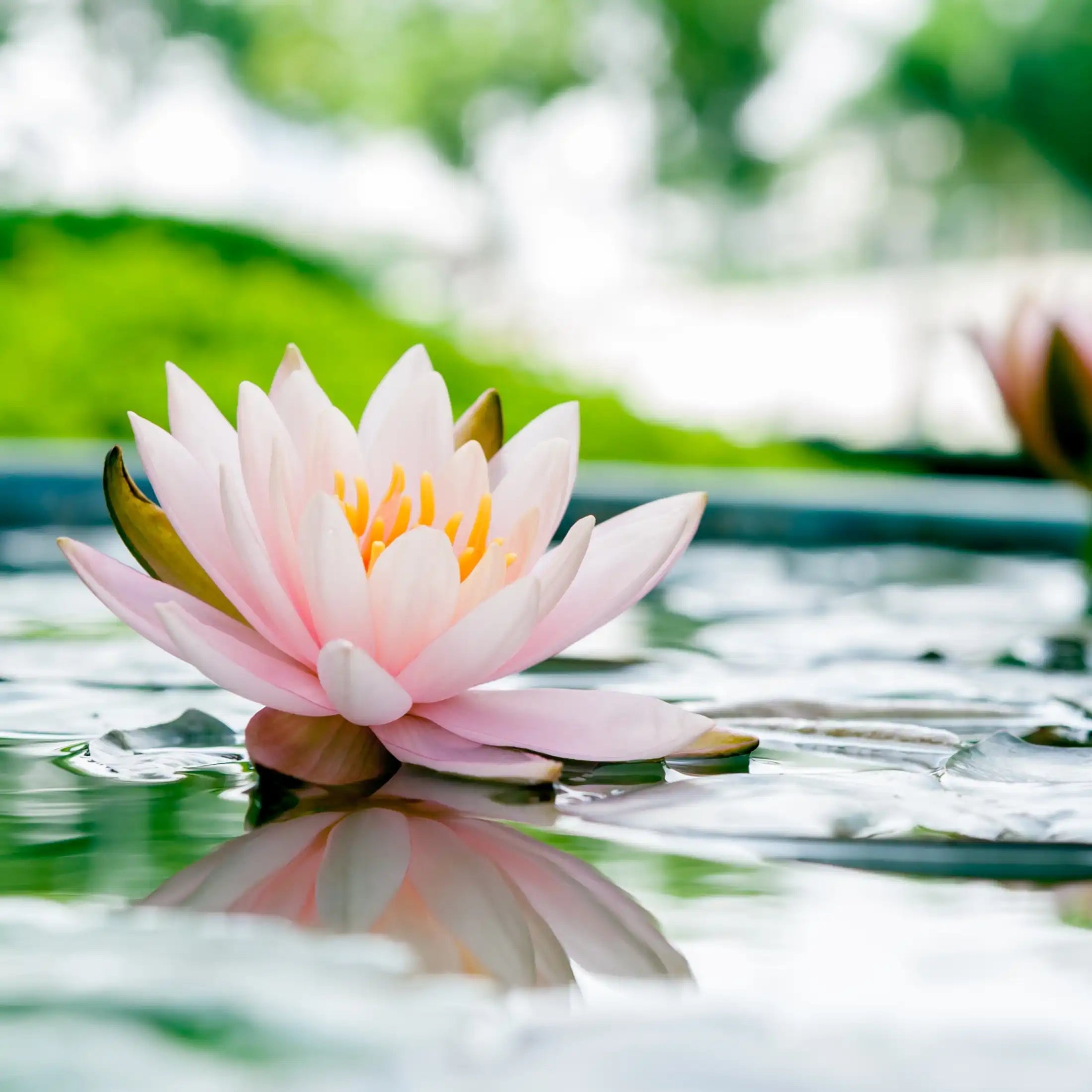 Fondant parfumé fleur de lotus