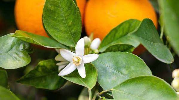 Fondant parfumé neroli