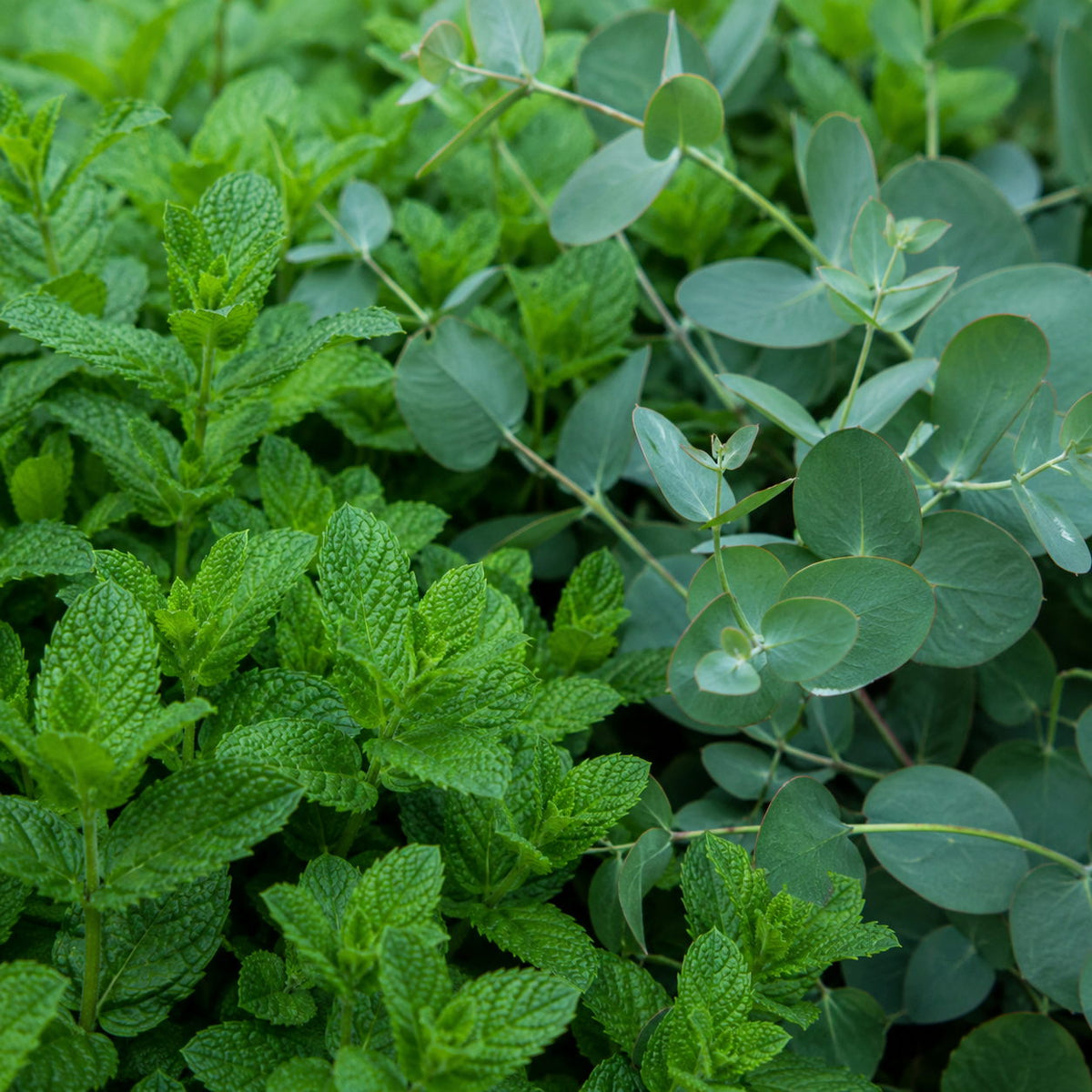 Fondant Parfumé Menthe et Eucalyptus